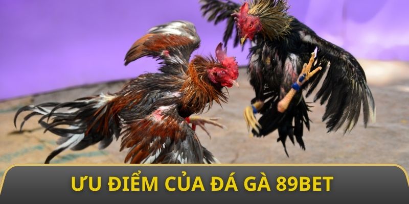 Đánh giá ưu điểm thu hút sự chú ý của khách hàng đối với mục đá gà